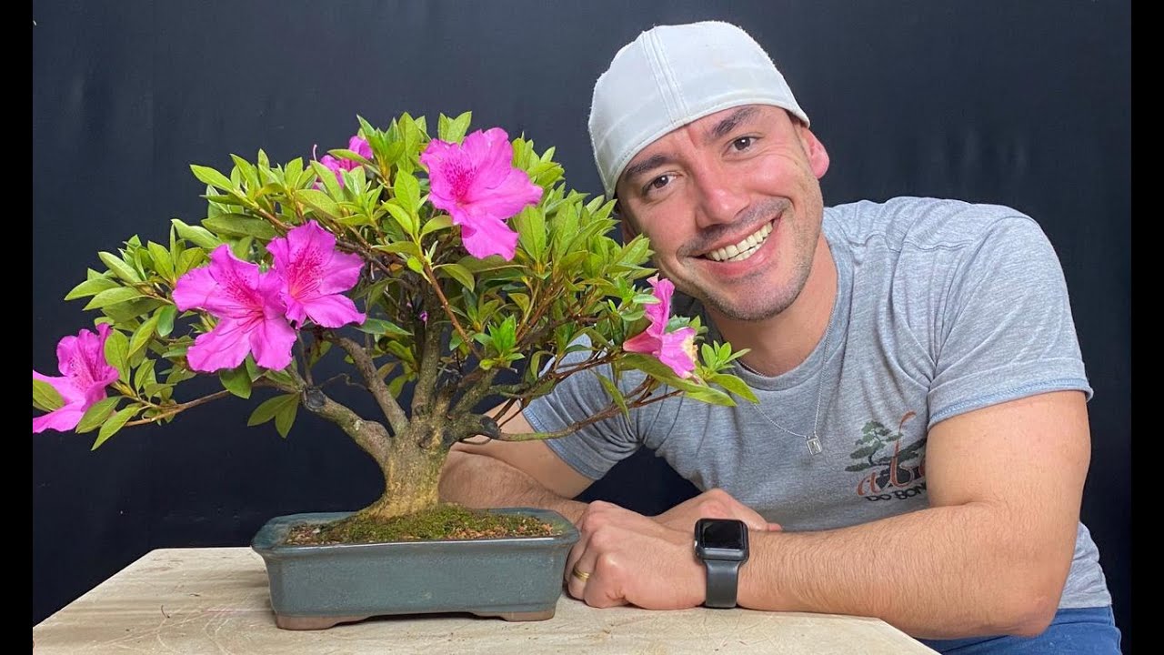 PROCEDIMENTOS PÓS FLORAÇÃO DA AZALÉA  | ABC DO BONSAI RESPONDE