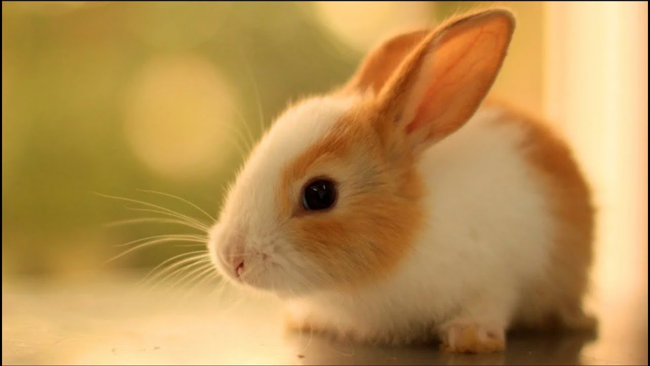 Qué Pasa con los Conejos l Mini Documental