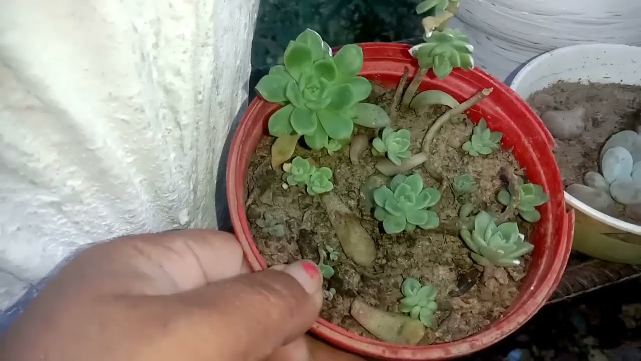 एक पतते से ग्रो होने वाले प्लांट/succulent plants /winterplants