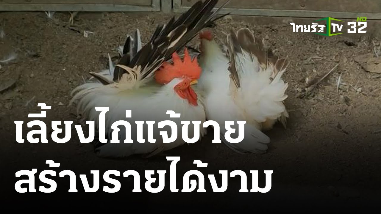 เกษตรทำเงิน : เลี้ยงไก่แจ้ขาย สร้างรายได้งาม | 07 ม.ค. 67 |  ตะลอนข่าวสุดสัปดาห์