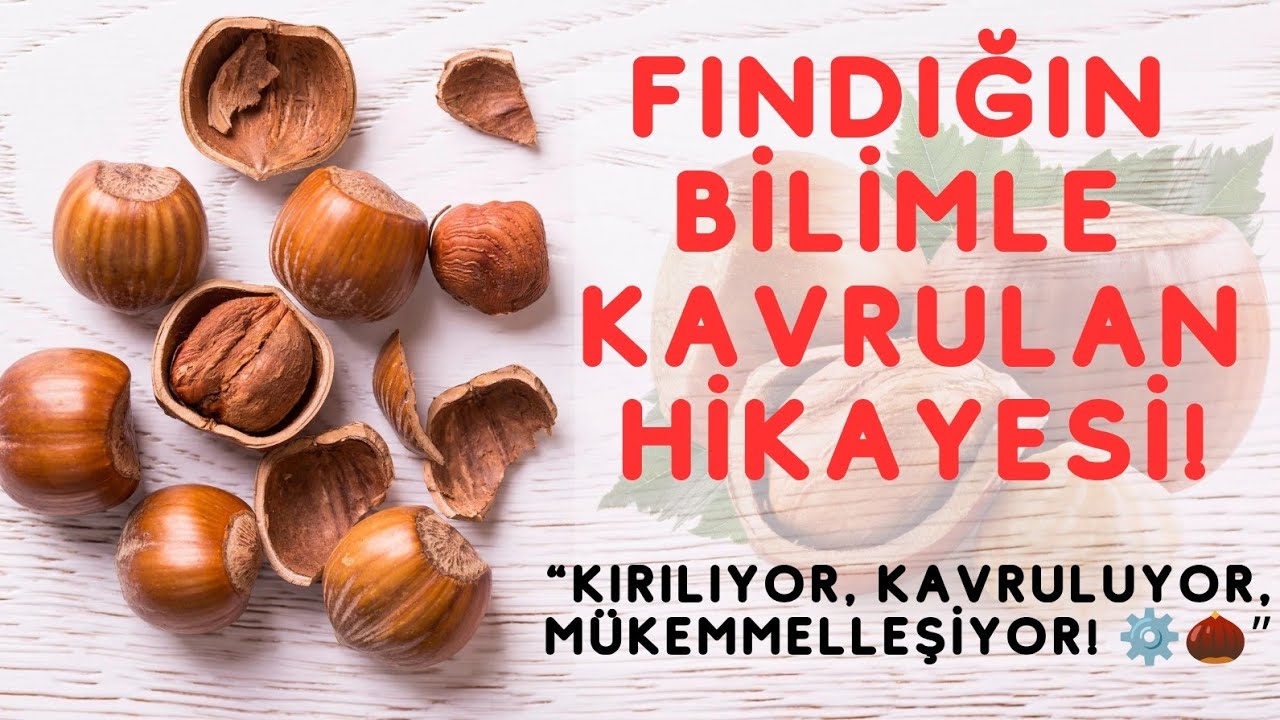 🌰 Как обрабатываются фундуки — от скорлупы до вакуумной упаковки! 🔬