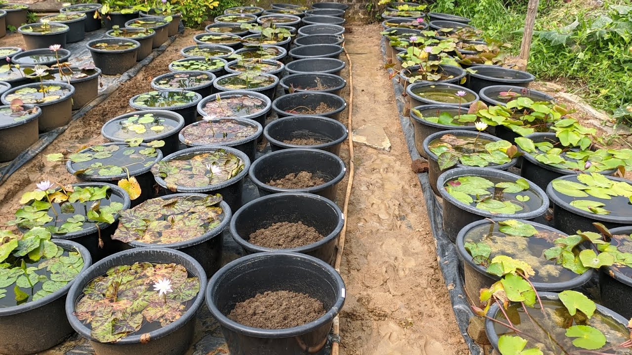 Hardy Waterlily in direct pot method, कमल के पौधों को टब मैं कैसे लगाएं।