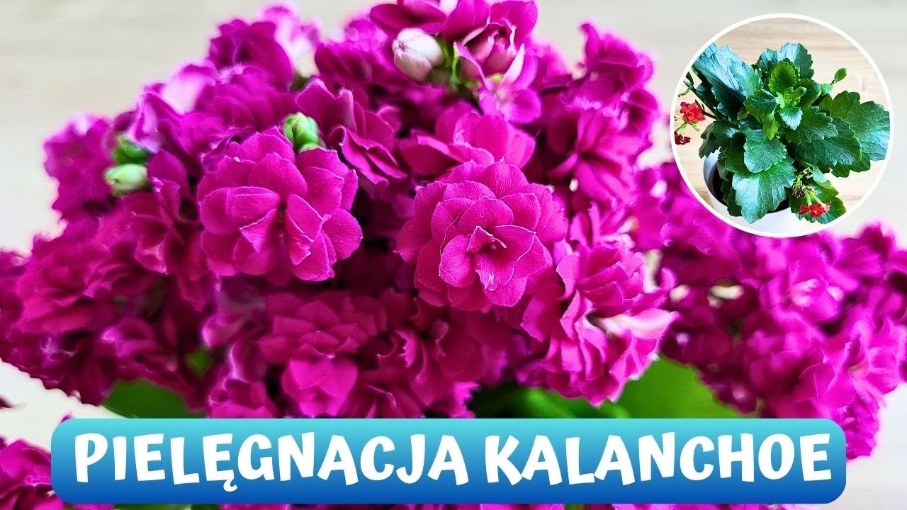 Jak uprawiać Kalanchoe przez wiele lat oraz jak ją rozmnażać? 🌸🌸🌸