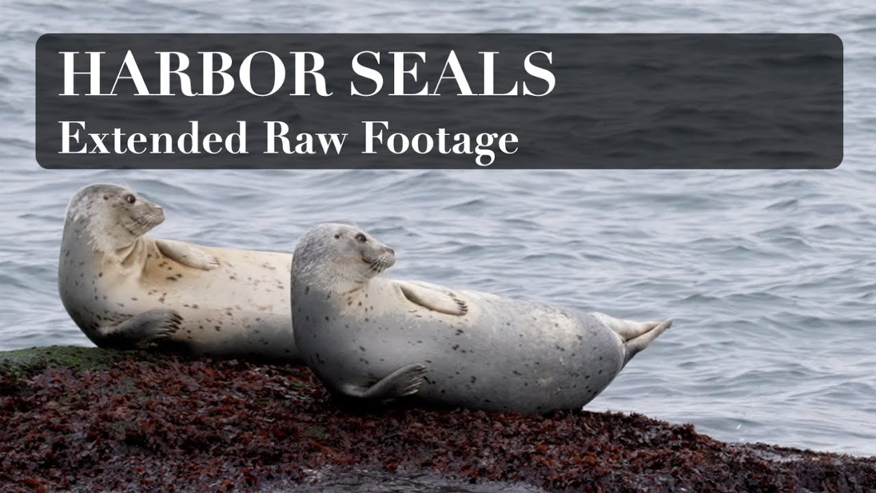 Montauk Harbor Seal Haul Out - Raw 4k Footage