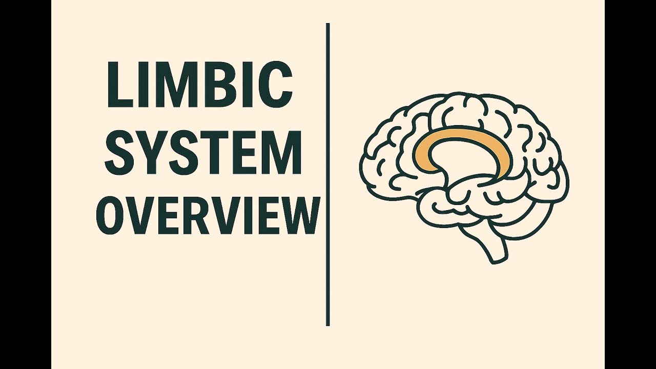 The Master of Your Subconsciousness: The Limbic System