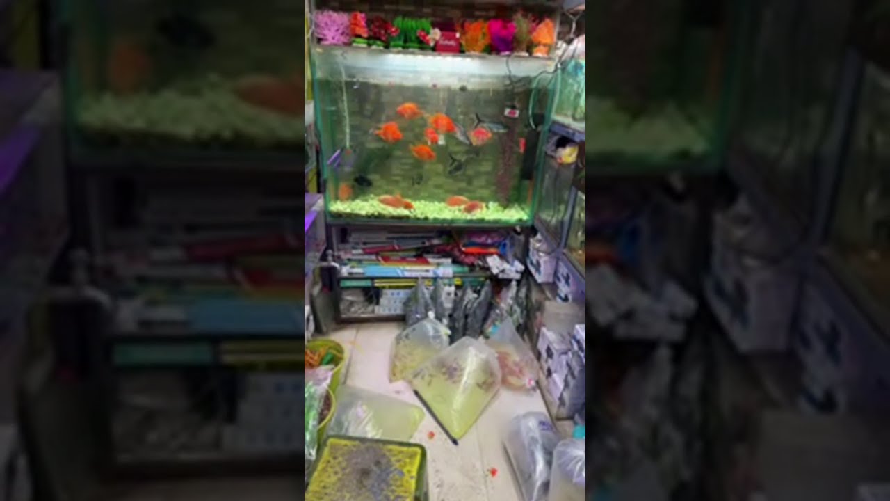 #fish #fishtank #aquarium #aquariumfish #trending #shortsviral #pets #youtubeshorts