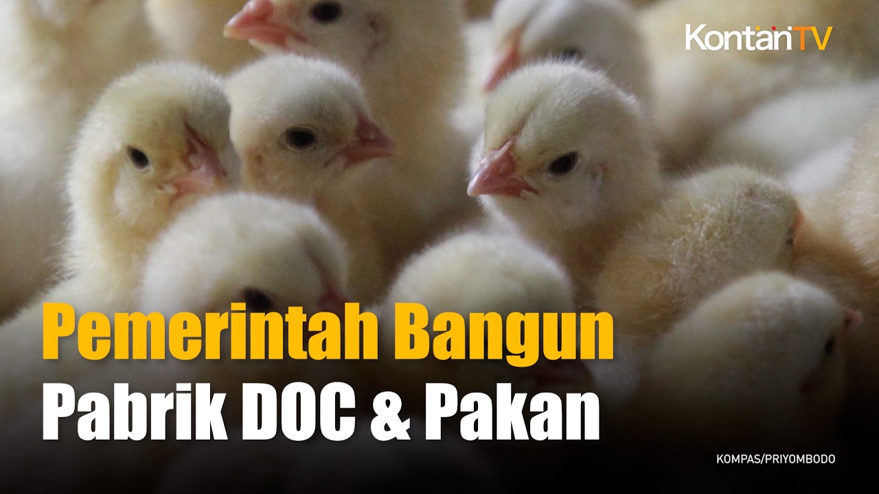 Pemerintah Siapkan Peternakan Ayam Rp 20 Triliun Buat Lawan Dominasi Dua Perusahaan