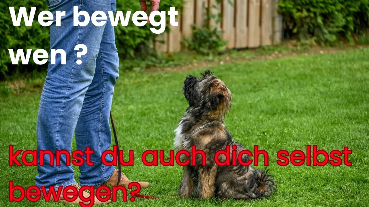 STRESS regulieren beim Hund. Erst musst du dich selbst regulieren können.