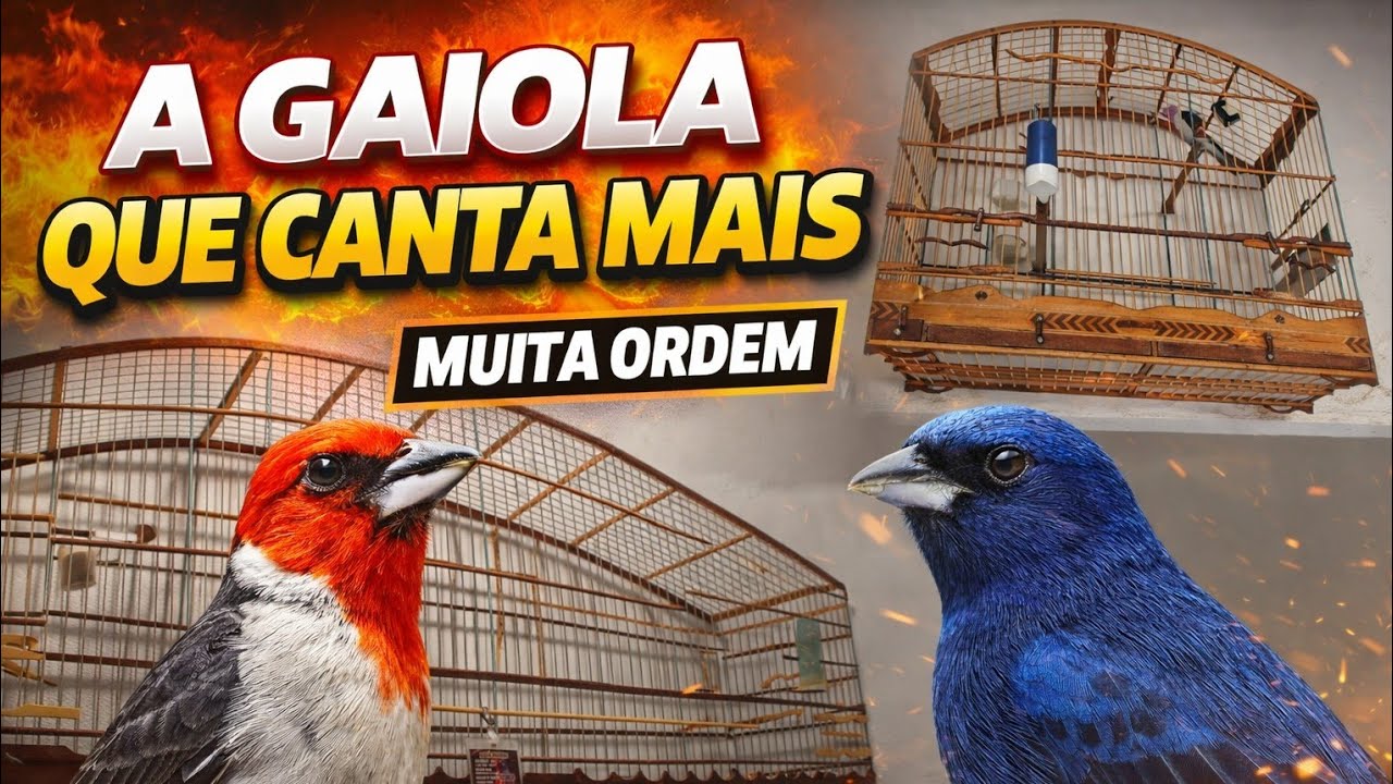 A diferença do Voador para Gaiola_onde canta mais