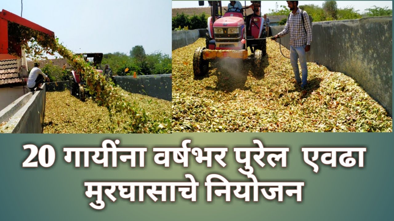 125 टन  मुरघासाचे 🌾 बंकर (टाकी) मधील नियोजन भाग-1 🌾