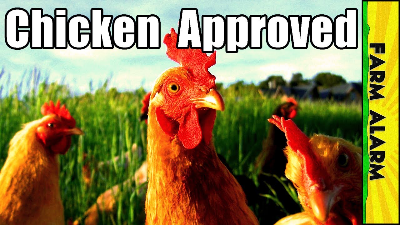 How to Raise Chickens in your Backyard  - Chicken Mania Collaboration