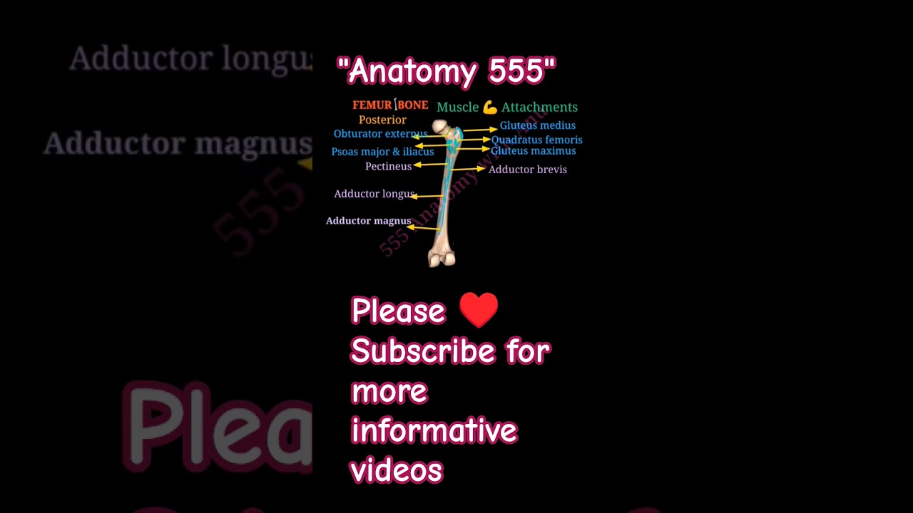 #humananatomy #anatomy #muscles #bodyanatomy