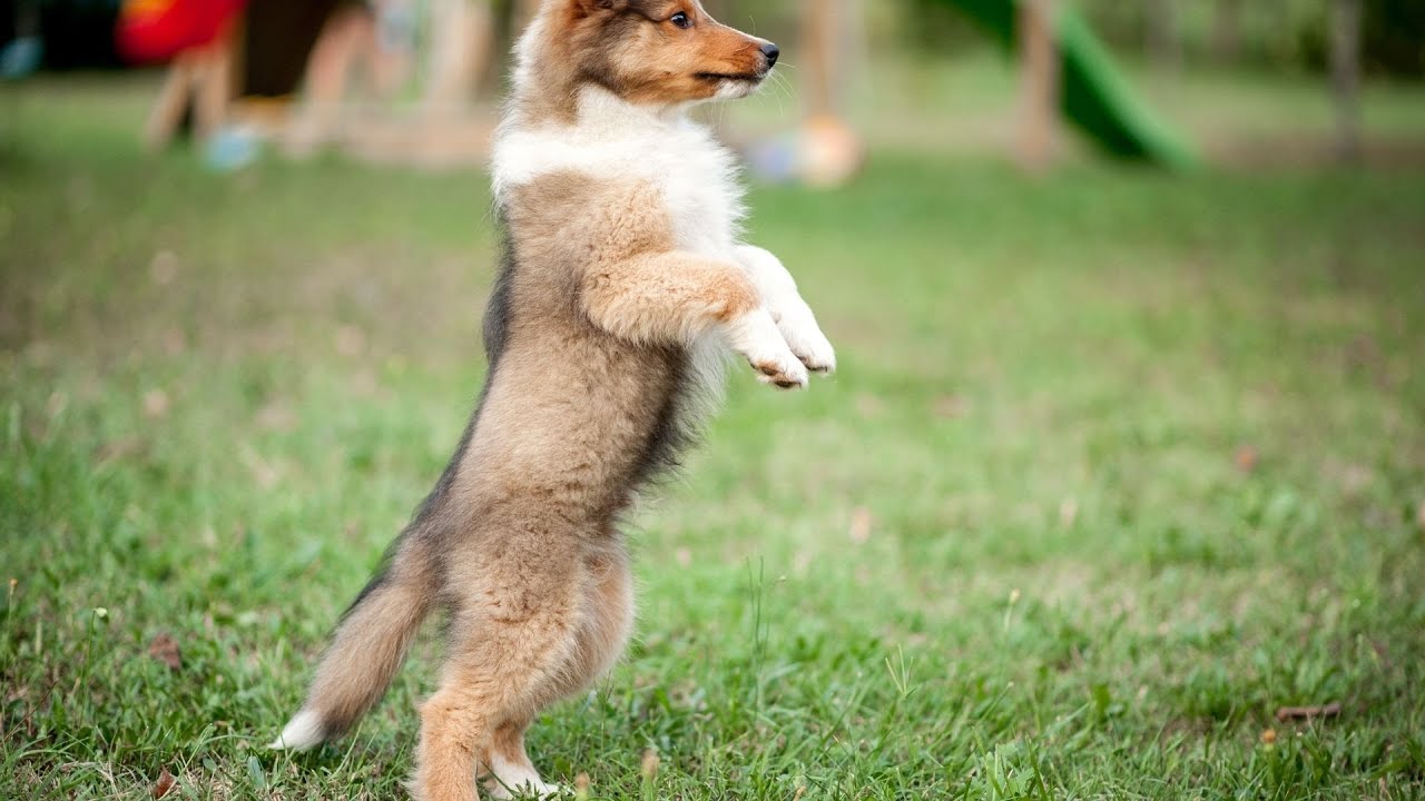 Comparing the Shetland Sheepdog and the Rough Collie