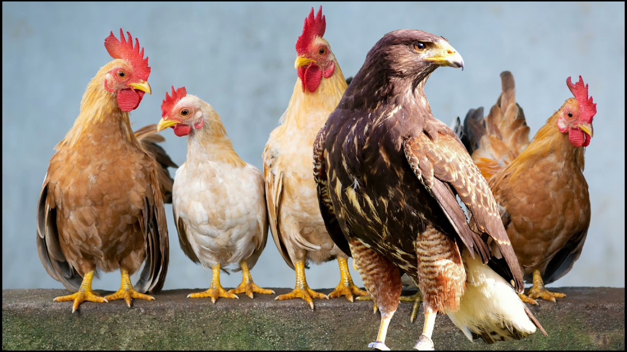 L'aiglon qui se prenait pour une poule. #conte