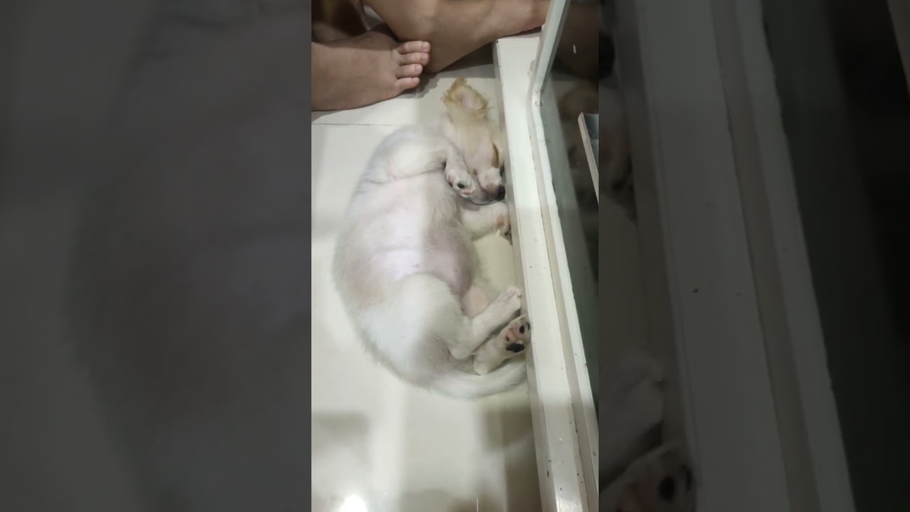 Kem dog sleep so cute