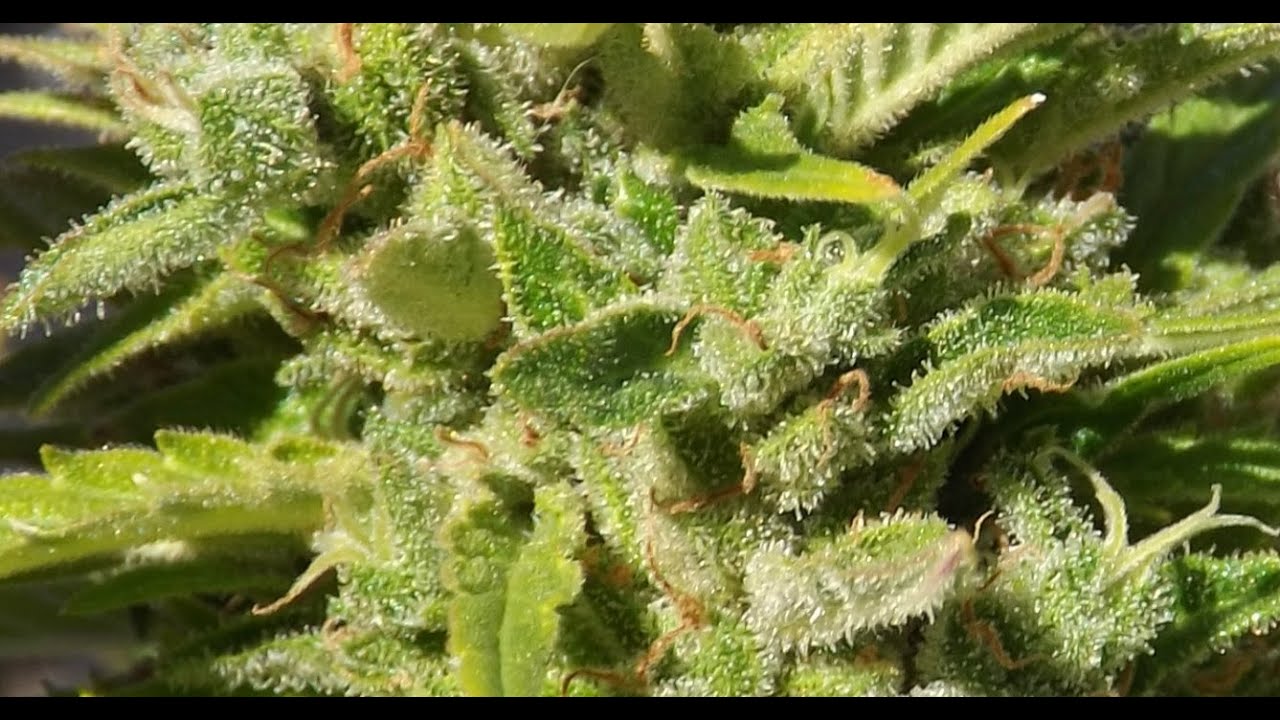 Local Grow 2, Short Fall Grow and Harvest!