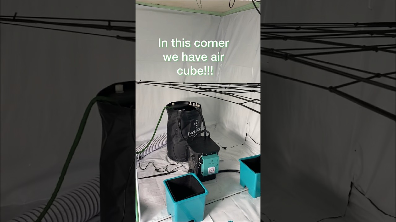 Epic grow!! Air cube vs octo pot. Subscribe to watch full harvest. Who will win #octo #growAce🌱🪴🌲