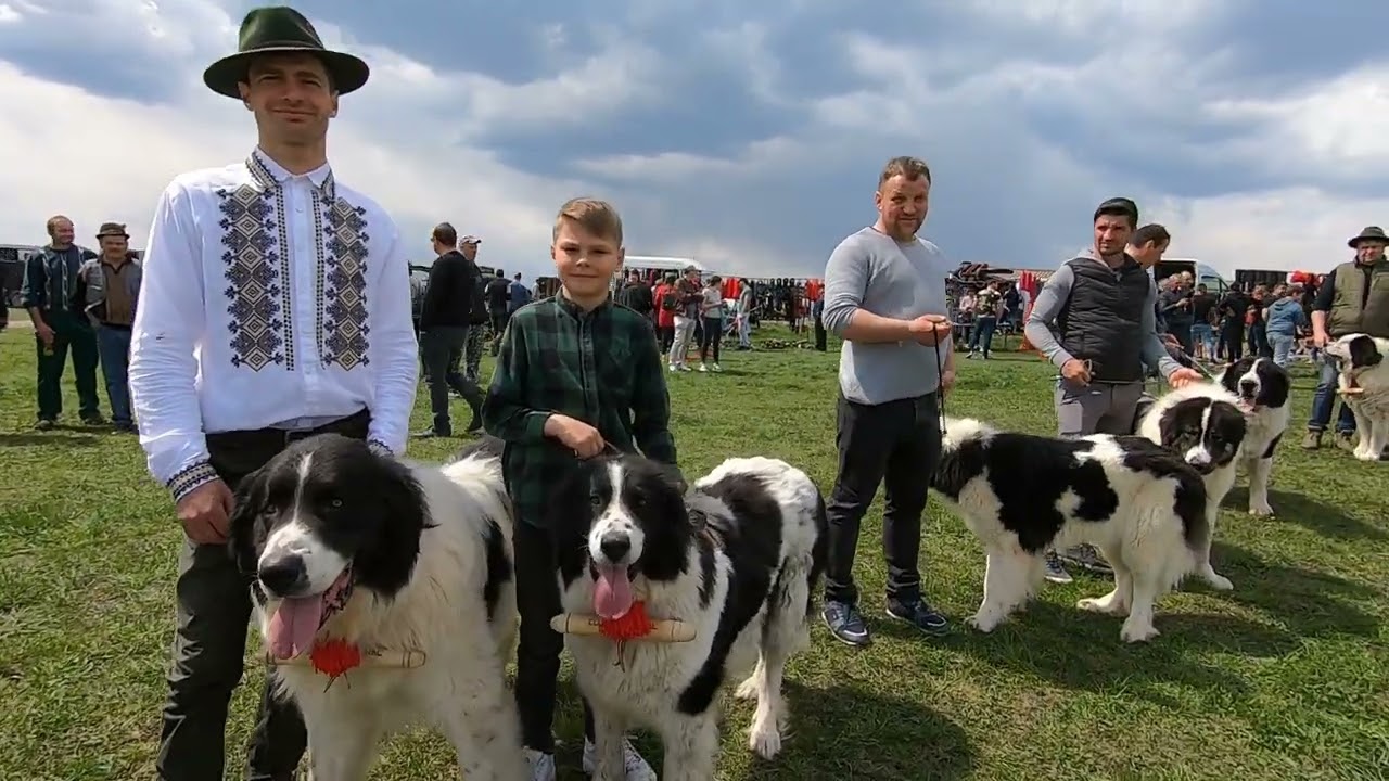 Prezentarea crescătorilor de câini din rasa Ciobănesc de Bucovina- Trei Movile 23 Aprilie 2023