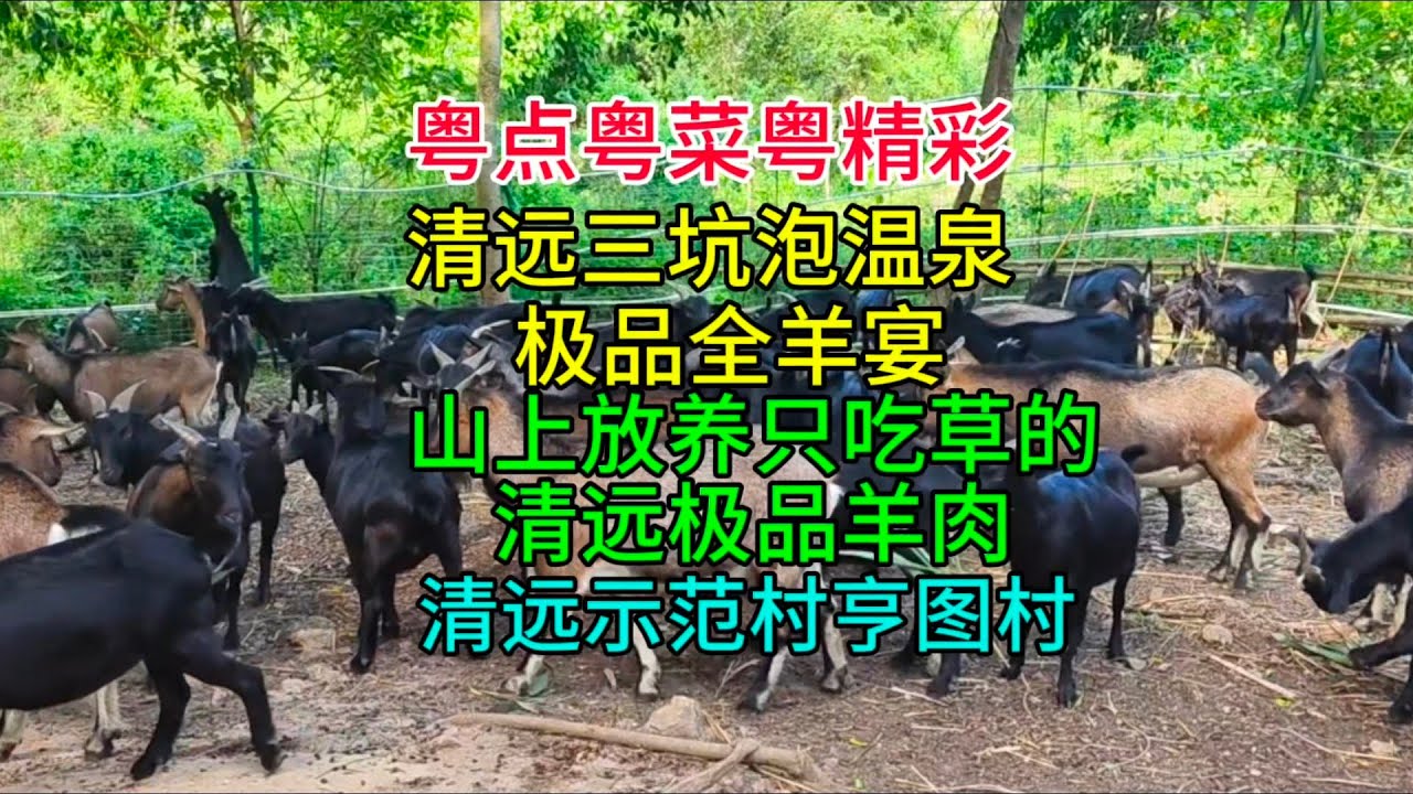 粤点粤菜粤精彩，清远三坑泡温泉，极品全羊宴，山上放养只吃草的清远极品羊肉，清远示范村亨图村，粤语中字幕2024-10-31