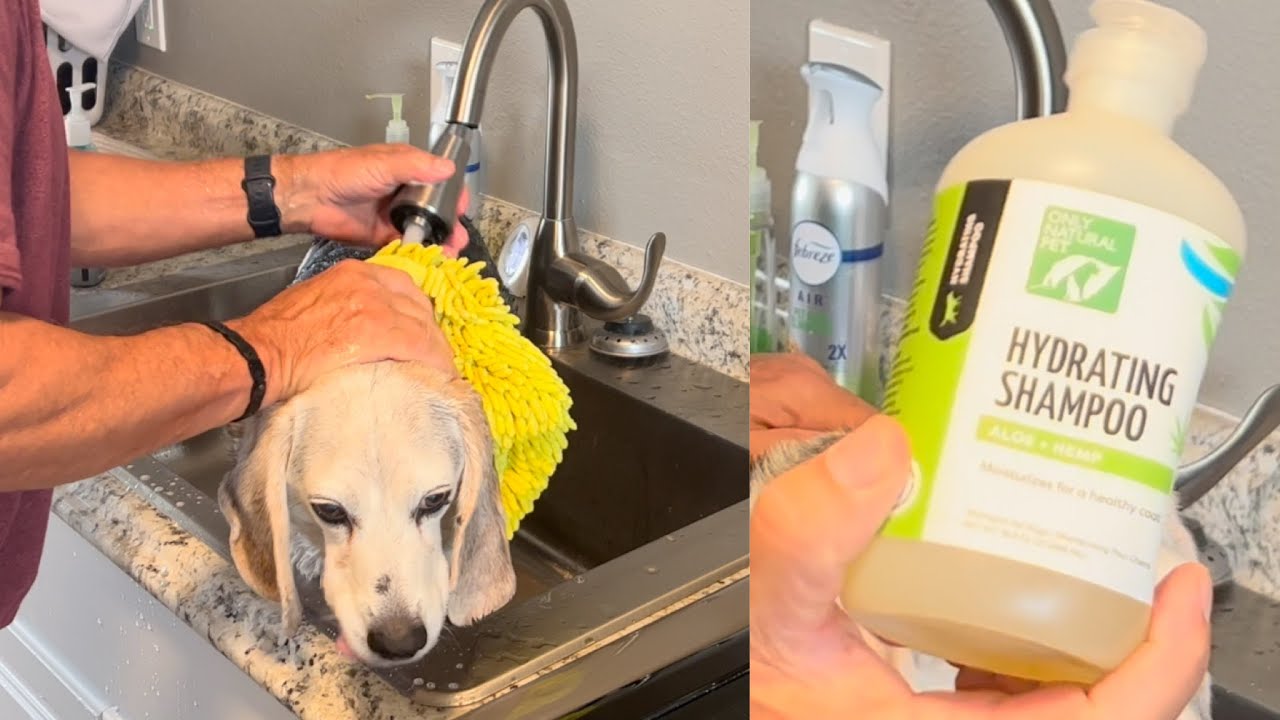 Only Natural Pet Shampoo W/Aloe & Hemp, Plant Based w/Human Quality Mix, Link Below #onlynaturalpet
