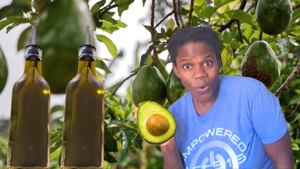 How to Make the BEST Avocado oil At Home. Easy DIY Method