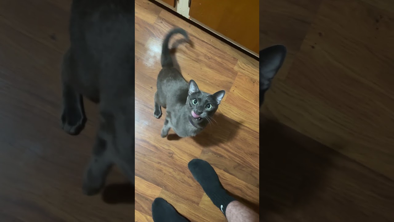 She doesn’t “Meow”: She yells 