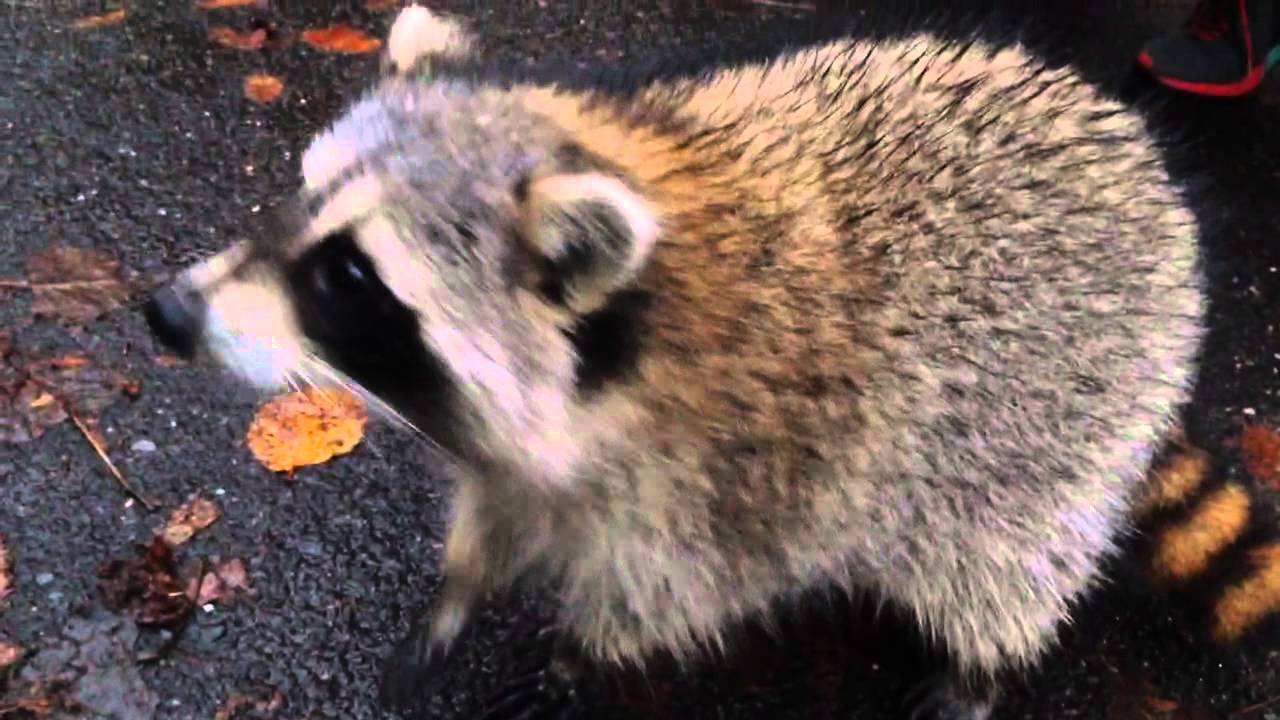 Friendly raccoon at Central Park NYC