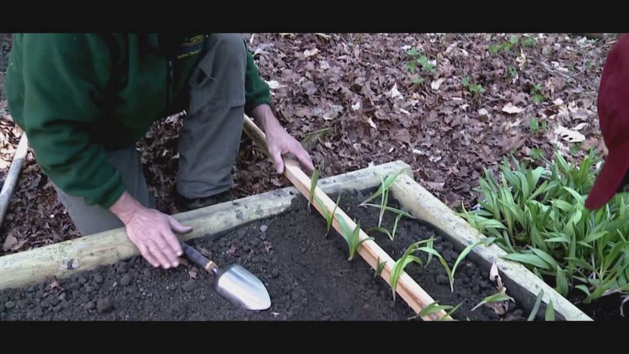 Planting Ramps in Forests