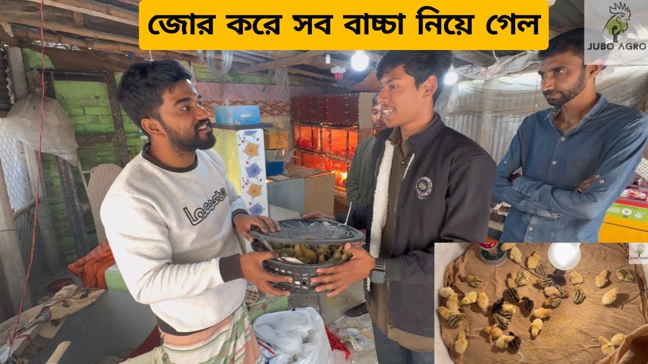 ইউরোপিয়ান কোয়েলের সব বাচ্চা জোর করে নিয়ে গেল এই ভাই❤️