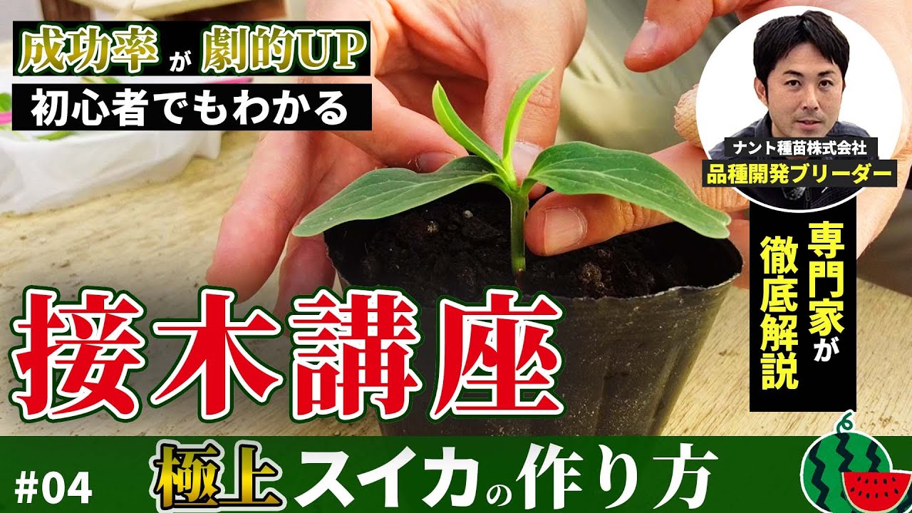 成功率劇的UP！スイカ接木の方法 #04｜専門家が徹底解説｜初心者でも簡単【極上スイカ栽培】