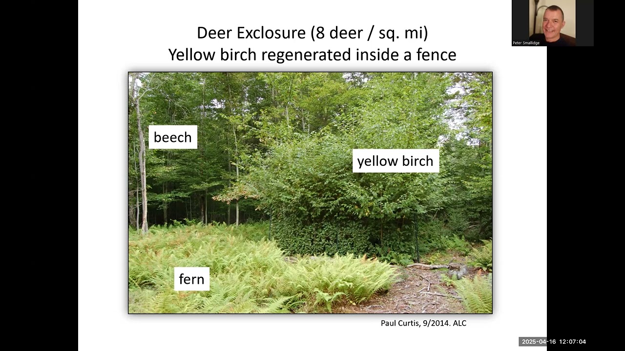 Deer, Interfering Vegetation, and Factors to Guide the Treatment of the Green Lie.