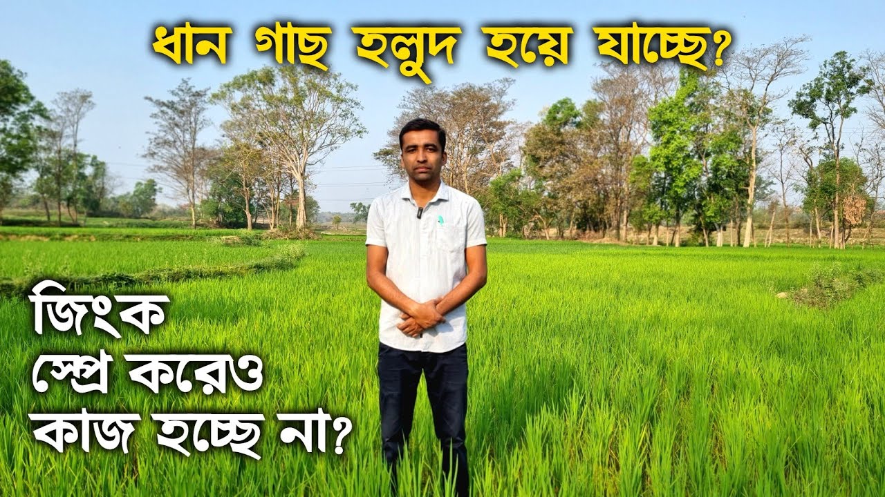 ধান গাছের রং হলুদ , লাল, কমলা হয়ে বৃদ্ধি থেমে যাচ্ছে? এই সমস্যার প্রতিকার কি?