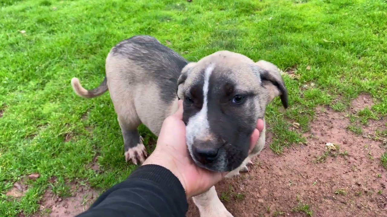 Köpeklerimizi tavuklarımıza alıştırıyorum #keşfet #keşfetteyiz #chicken #animals #köy #keşfetedü