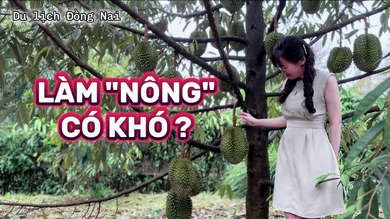 Du lịch Đồng Nai: vlog trải nghiệm cuộc sống và công việc khi vào mùa trái cây | Kim Liên Pi-Vi