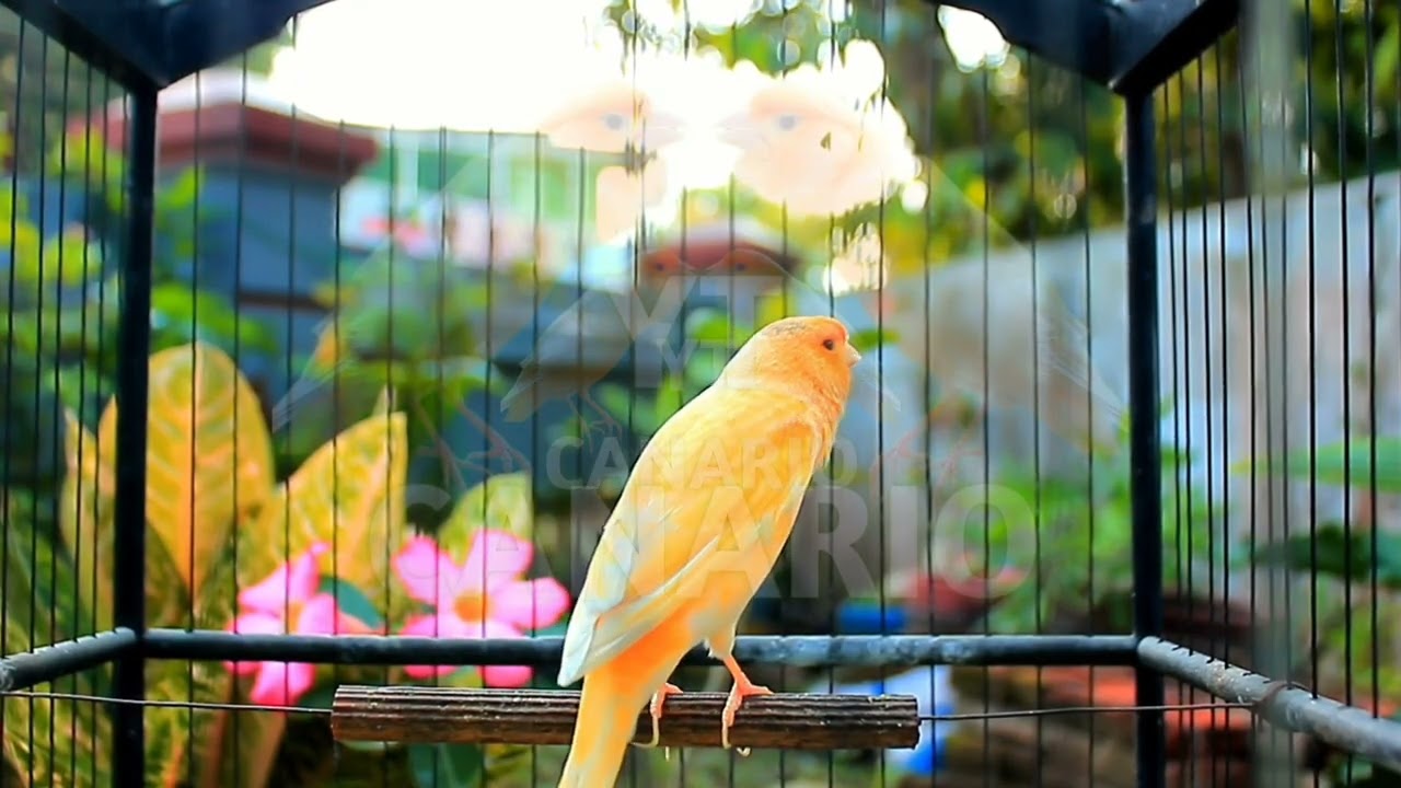 Canto lindo em HD do canário belga — perfeito para treinar e estimular o acasalamento! 252