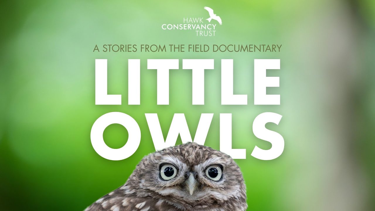Stories from the Field: Little Owls