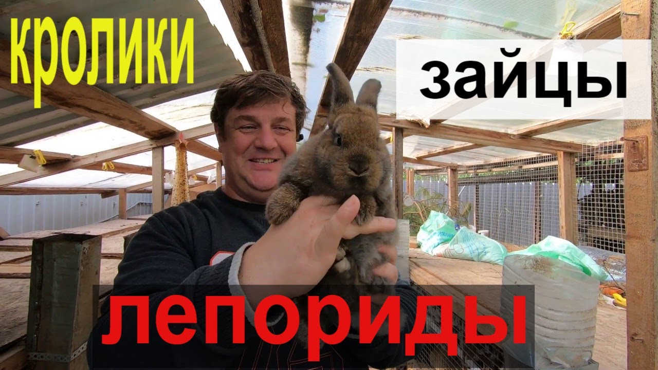 кролики зайцы [ЛЕПОРИДЫ]
