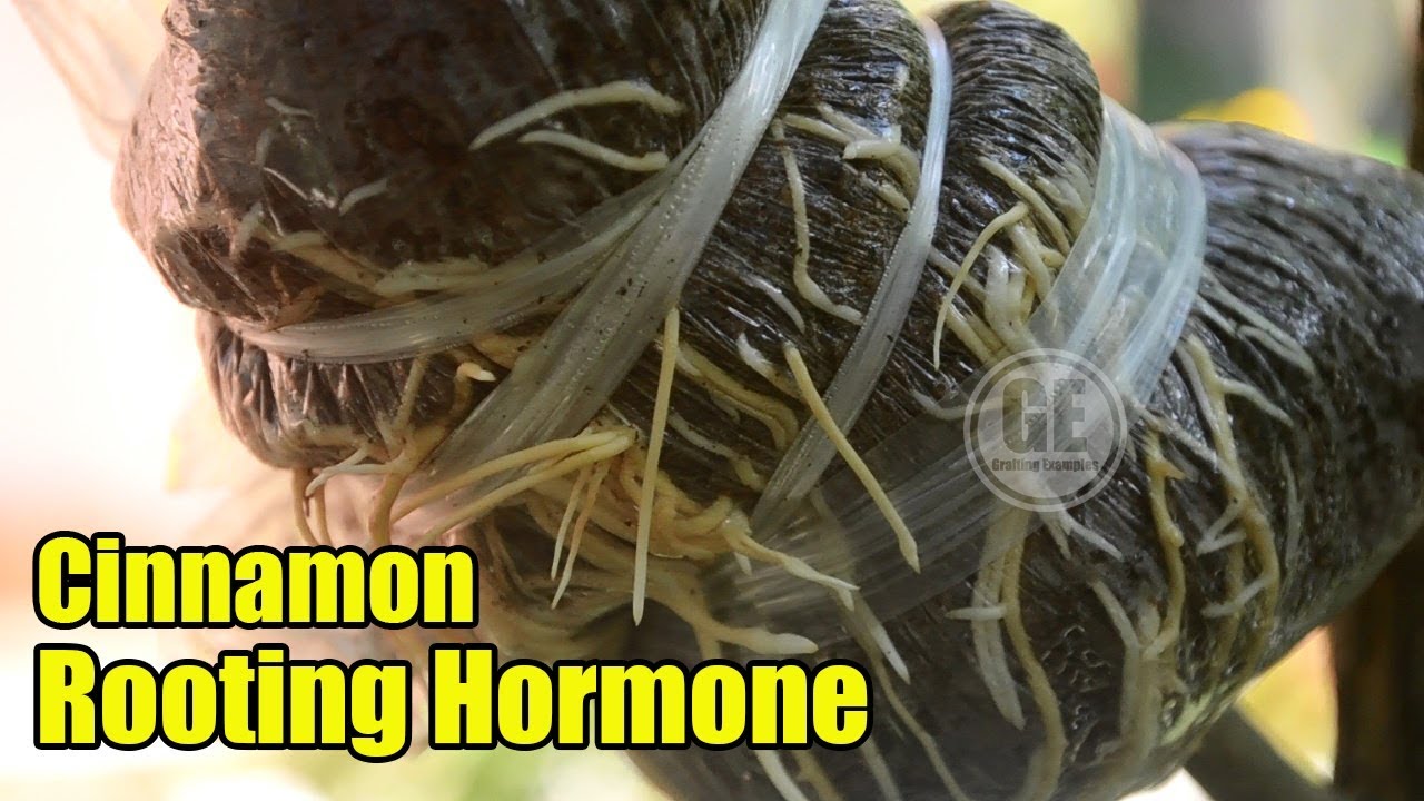 Cinnamon Rooting Hormone Airlayering Citrus Tree