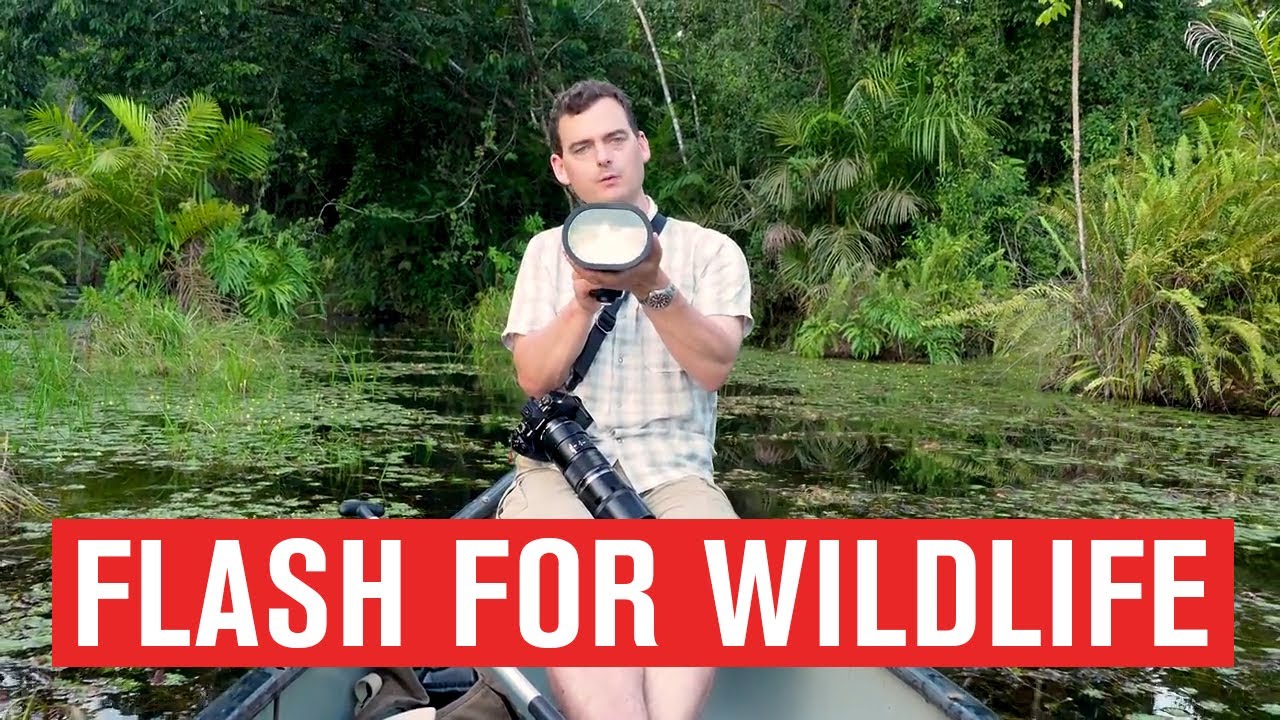 Flash for Wildlife Photography