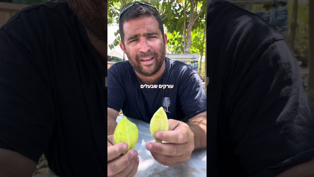 בואו ללמוד את שפת העלים בעצי הדר