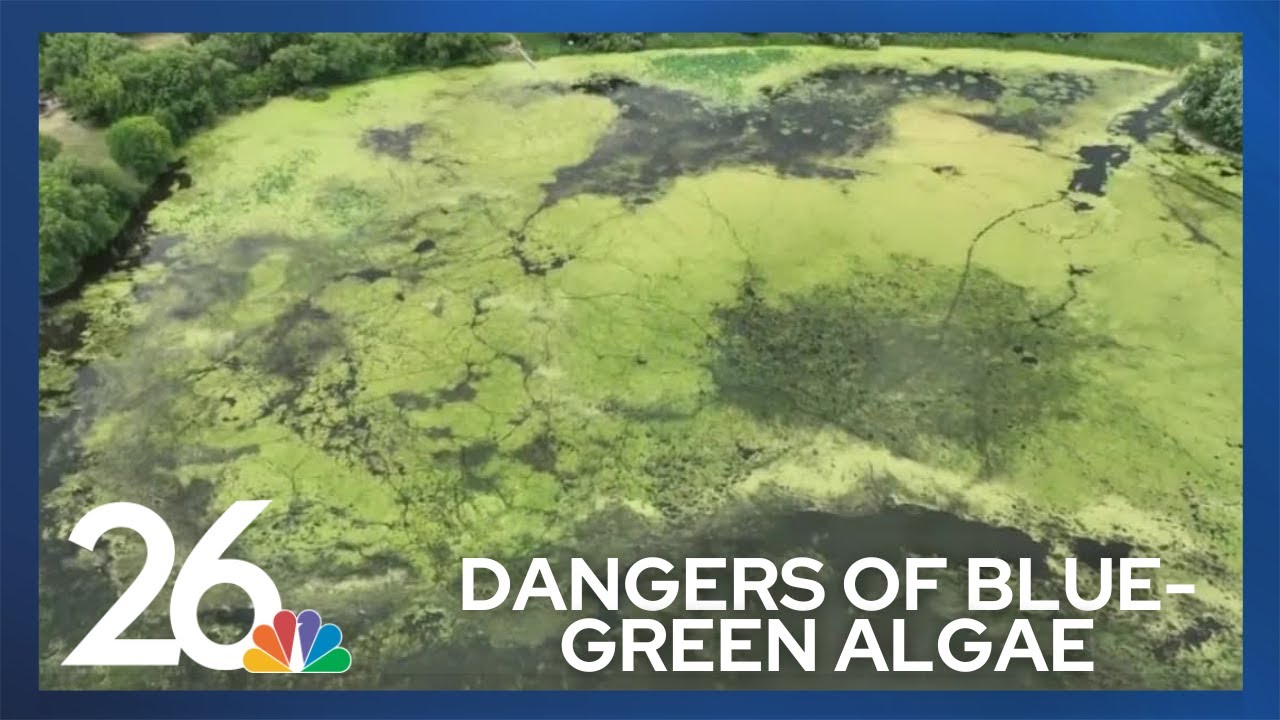 What is blue-green algae? Should you be worried about it?