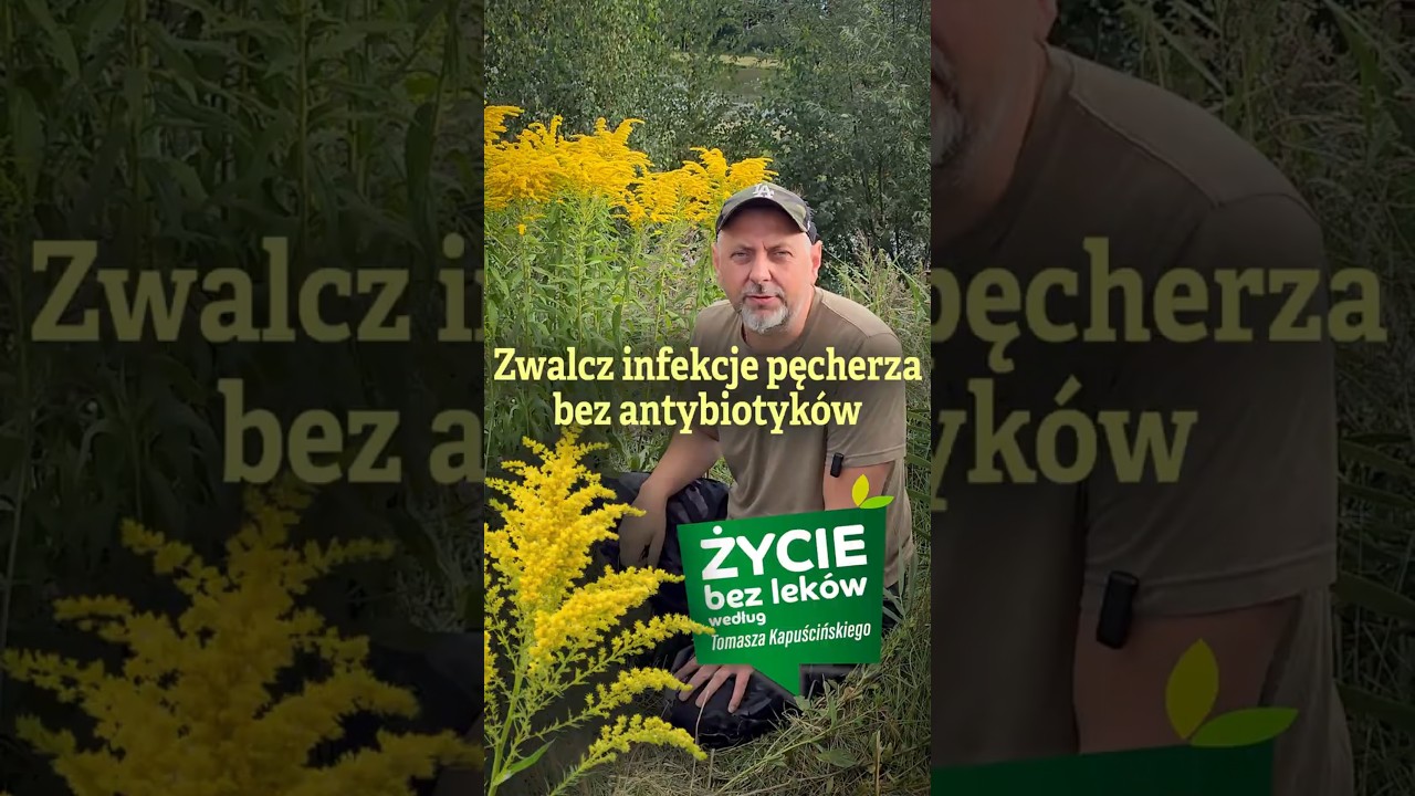 Nawłoć to zioło, z kt&oacute;rego odwary pomagają przy infekcjach dr&oacute;g moczowych  #zdrowie #natura