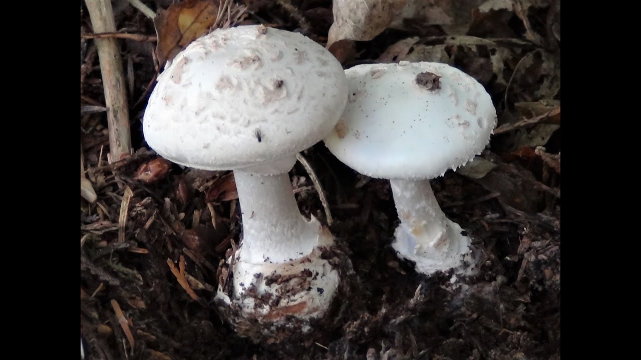 Identifying the False Deathcaps, Amanita citrina and Amanita citrina var alba