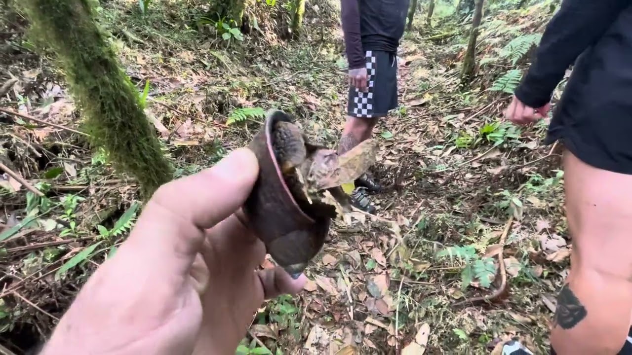 Trekking entre la jungla