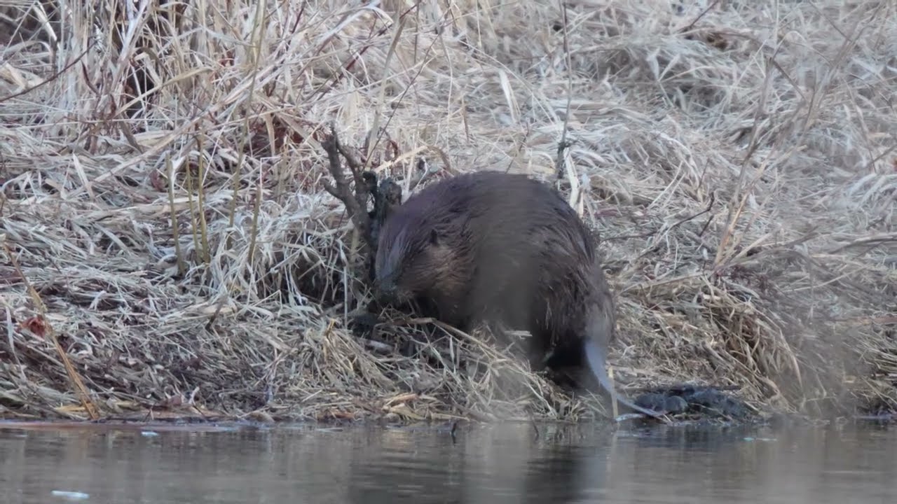 North American Beavers feed, mark their territory on shore and gather dried grass for bedding