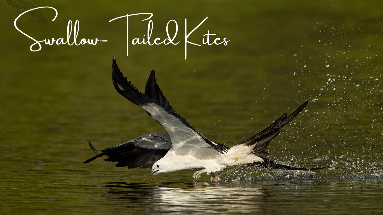 Swallow tailed kites