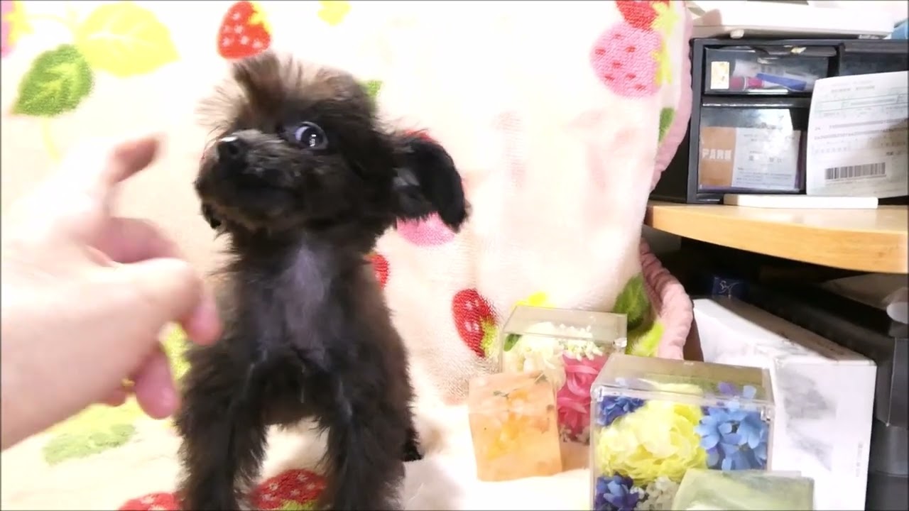 チワプー♂ブラック10 3s