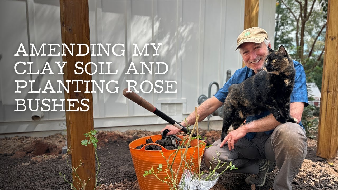 Amending Clay Soil to Plant Climbing Roses