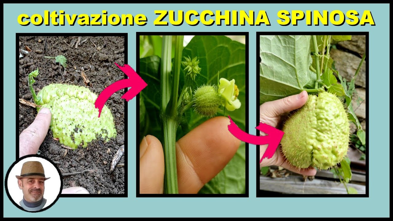 ZUCCHINA SPINOSA (chayote cultivation, cultivo de chayote, चीओट की खेती )