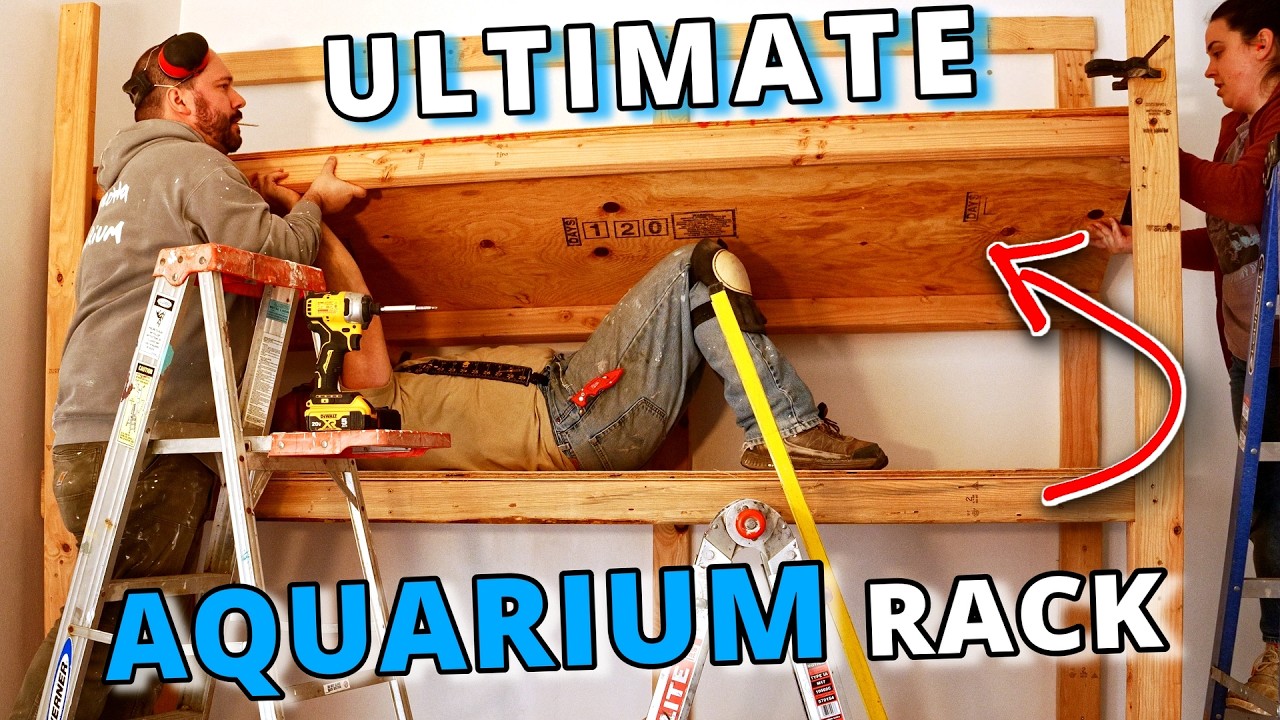 Building a HUGE AQUARIUM SHELF in my NEW FISH ROOM | Building the Perfect Fish Room Part 4